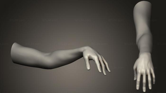 Анатомия скелеты и черепа (Поза Женской Руки 2297, ANTM_0441) 3D модель для ЧПУ станка