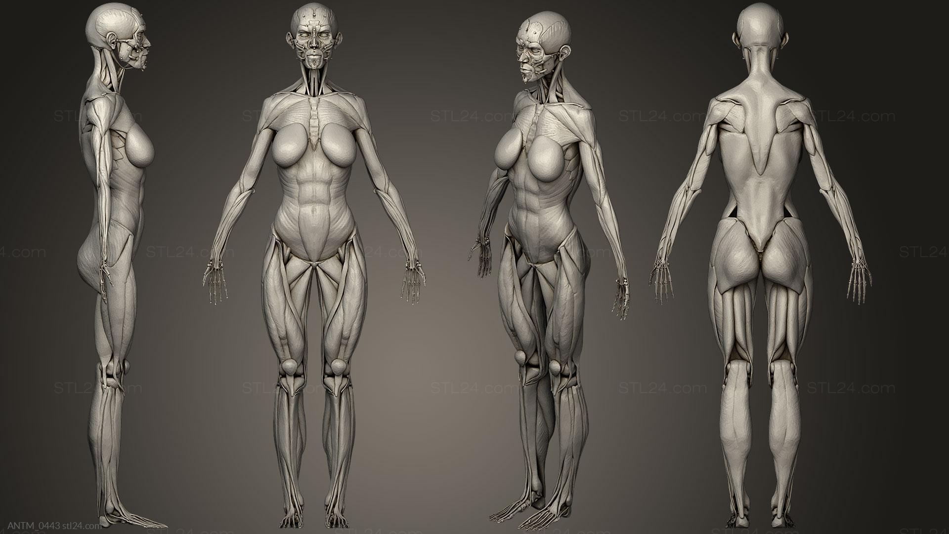 Metahuman creator female body f85