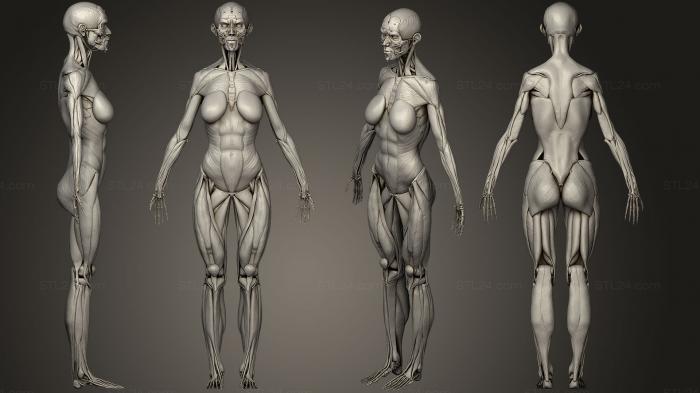 Анатомия скелеты и черепа (Мышечная система женского тела, ANTM_0443) 3D модель для ЧПУ станка