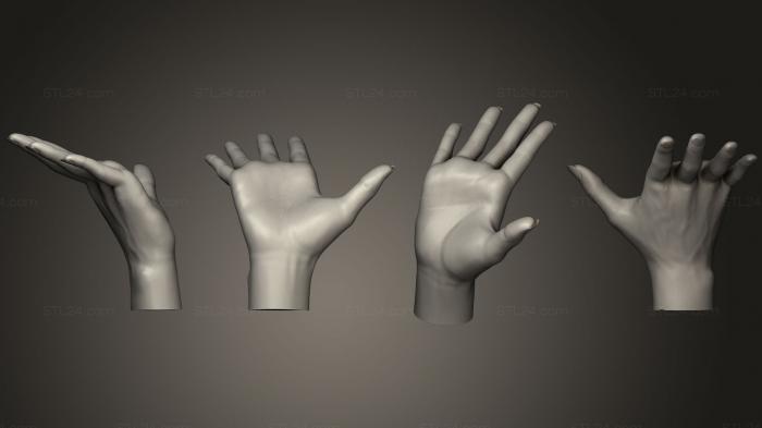 Anatomy of skeletons and skulls (Female Hand Sculpt 3, ANTM_0451) 3D models for cnc