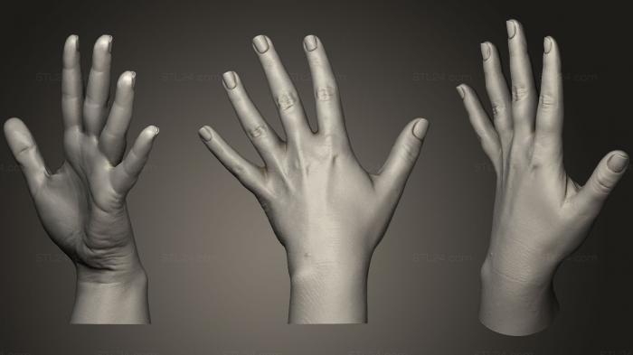 Anatomy of skeletons and skulls (Female Hands Photorealistic, ANTM_0496) 3D models for cnc
