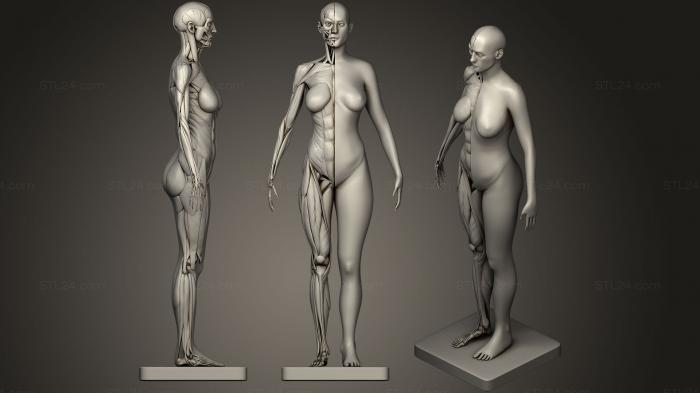 Анатомия скелеты и черепа (Анатомия женских мышц 3d печать, ANTM_0516) 3D модель для ЧПУ станка