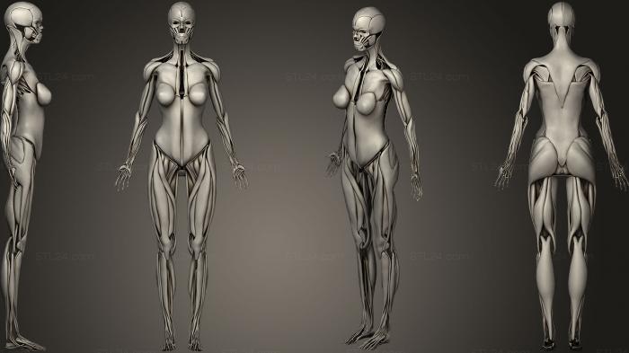 Анатомия скелеты и черепа (Женская мышечная система, ANTM_0517) 3D модель для ЧПУ станка
