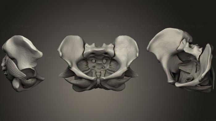 Анатомия скелеты и черепа (Мышцы женского тазового дна, ANTM_0518) 3D модель для ЧПУ станка