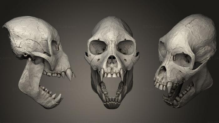 Анатомия скелеты и черепа (Женщина- проконсул Африканский, ANTM_0520) 3D модель для ЧПУ станка
