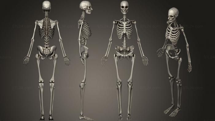 Анатомия скелеты и черепа (Женская костная система Скелет, ANTM_0521) 3D модель для ЧПУ станка