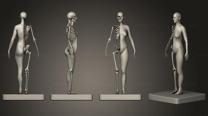 Anatomy of skeletons and skulls (Female Skeleton Anatomy 3D Print, ANTM_0522) 3D models for cnc