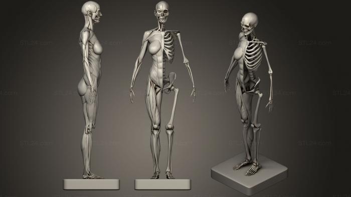 Анатомия скелеты и черепа (3d печать женских Скелетных мышц, ANTM_0523) 3D модель для ЧПУ станка