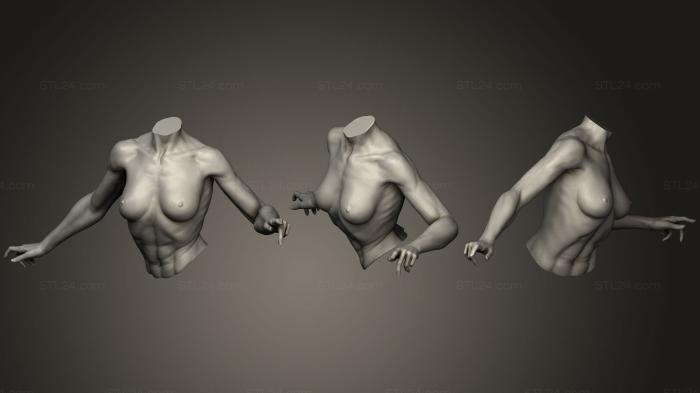 Анатомия скелеты и черепа (Женский торс с руками 1, ANTM_0527) 3D модель для ЧПУ станка