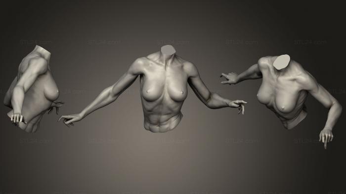 Анатомия скелеты и черепа (Женский торс с руками 110, ANTM_0528) 3D модель для ЧПУ станка
