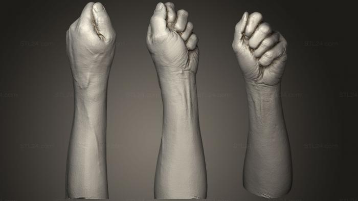 Анатомия скелеты и черепа (Кулак ярости или человеческая рука., ANTM_0545) 3D модель для ЧПУ станка