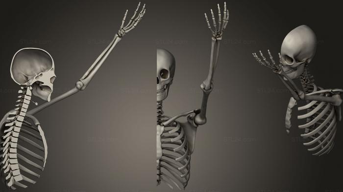 Анатомия скелеты и черепа (Сгибание в плечевом суставе, ANTM_0547) 3D модель для ЧПУ станка