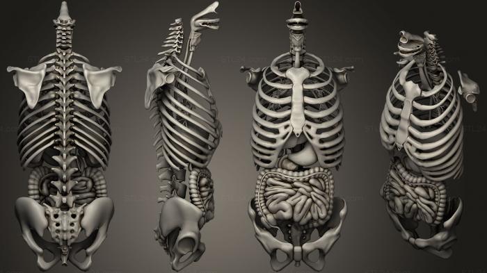 Anatomy of skeletons and skulls (Gastrointestinal Tract, ANTM_0558) 3D models for cnc