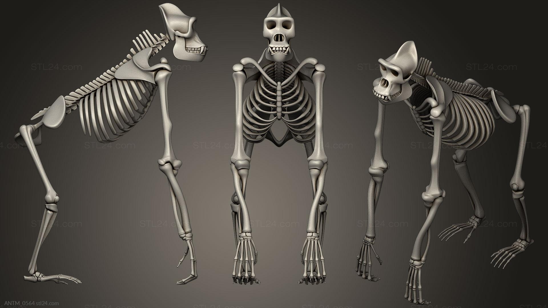Anatomy of skeletons and skulls - Gorilla Skeleton, ANTM_0564. 3D stl