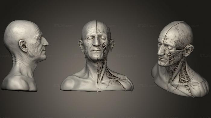 Anatomy of skeletons and skulls (Head amp Neck Anatomy 2019, ANTM_0625) 3D models for cnc