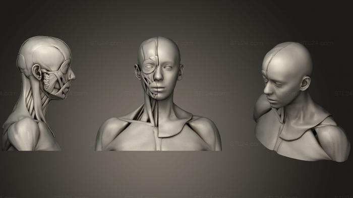 Анатомия скелеты и черепа (Анатомия головы и мускулатура, ANTM_0626) 3D модель для ЧПУ станка