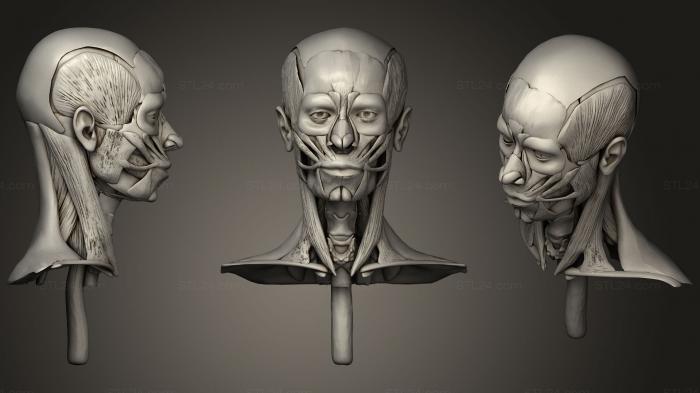 Анатомия скелеты и черепа (Мышцы головы и шеи человека, ANTM_0627) 3D модель для ЧПУ станка