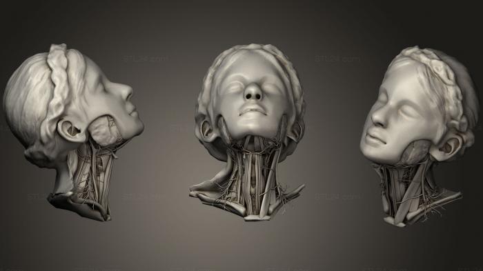 Анатомия скелеты и черепа (Сосудистая сеть головы и шеи, ANTM_0628) 3D модель для ЧПУ станка