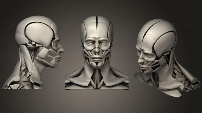 Анатомия скелеты и черепа (Голова Мышцы Мозг Глазная Система, ANTM_0632) 3D модель для ЧПУ станка