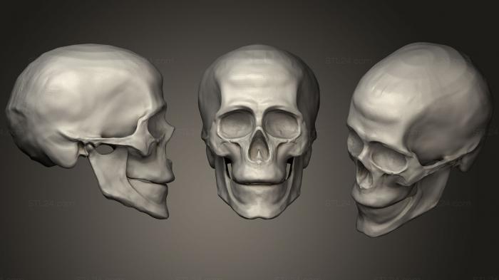 Anatomy of skeletons and skulls (Head Skeleton Practice, ANTM_0636) 3D models for cnc