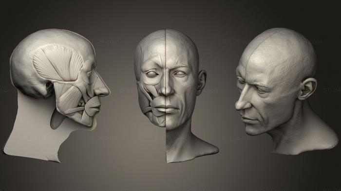 Anatomy of skeletons and skulls (Head Skull Decimated, ANTM_0639) 3D models for cnc