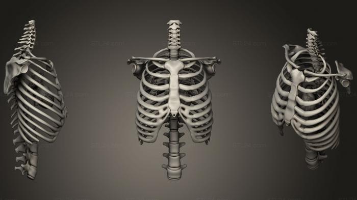 Анатомия скелеты и черепа (Сердце внутри грудной клетки, ANTM_0649) 3D модель для ЧПУ станка