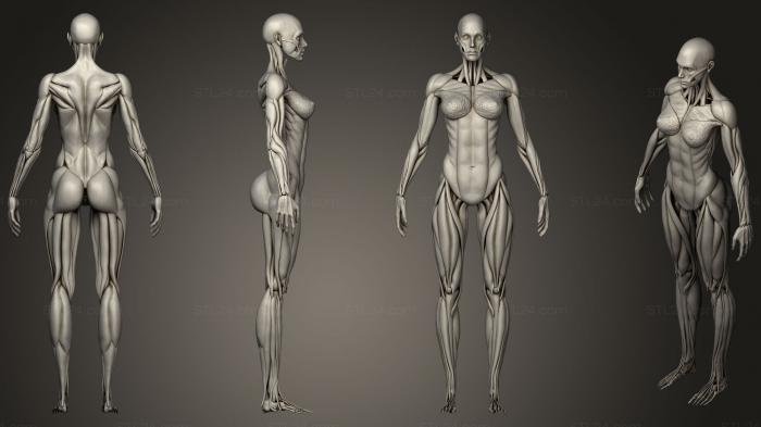 Anatomy of skeletons and skulls (Highly Detailed Human Muscles Female, ANTM_0653) 3D models for cnc