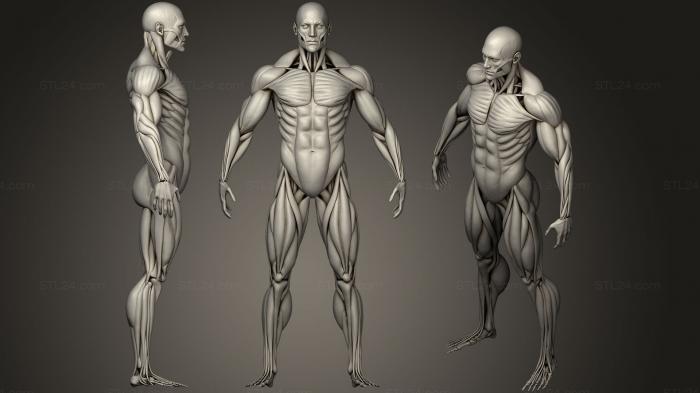 Anatomy of skeletons and skulls (Highly Detailed Human Muscles Male, ANTM_0654) 3D models for cnc