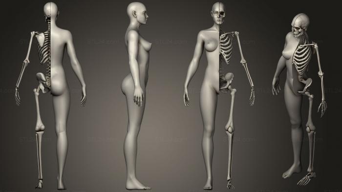 Anatomy of skeletons and skulls (Highly Detailed Human Skeleton Female, ANTM_0655) 3D models for cnc