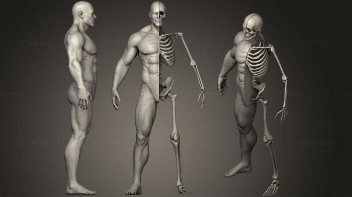 Высокодетализированный Человеческий Скелет Мужской