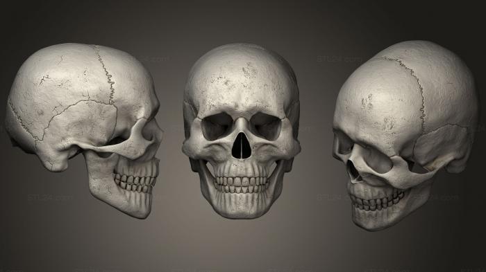 Анатомия скелеты и черепа (Очень детализированный Человеческий Череп, ANTM_0657) 3D модель для ЧПУ станка