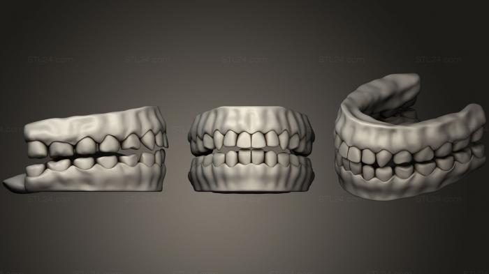 Анатомия скелеты и черепа (Высокодетализированные человеческие зубы, ANTM_0658) 3D модель для ЧПУ станка