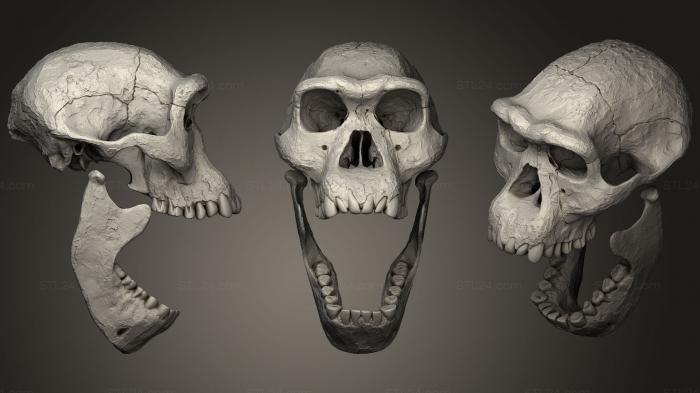Anatomy of skeletons and skulls (Homo Erectus Dmanisi Skull, ANTM_0661) 3D models for cnc