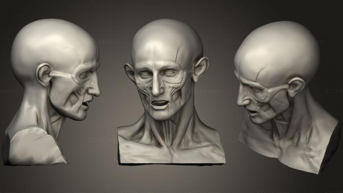 Anatomy of skeletons and skulls (Houdon Ecorche Head corch, ANTM_0665) 3D models for cnc