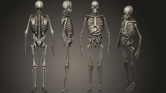 Анатомия скелеты и черепа (Человеческое тело с системой кровообращения, ANTM_0679) 3D модель для ЧПУ станка