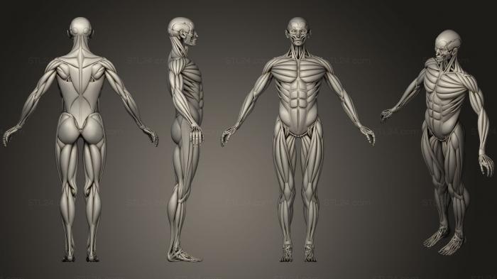 Анатомия скелеты и черепа (Человеческие кости и мышцы, ANTM_0682) 3D модель для ЧПУ станка