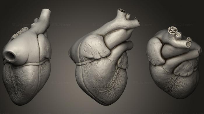 Анатомия скелеты и черепа (Человеческое сердце в Натуральную величину, ANTM_0700) 3D модель для ЧПУ станка