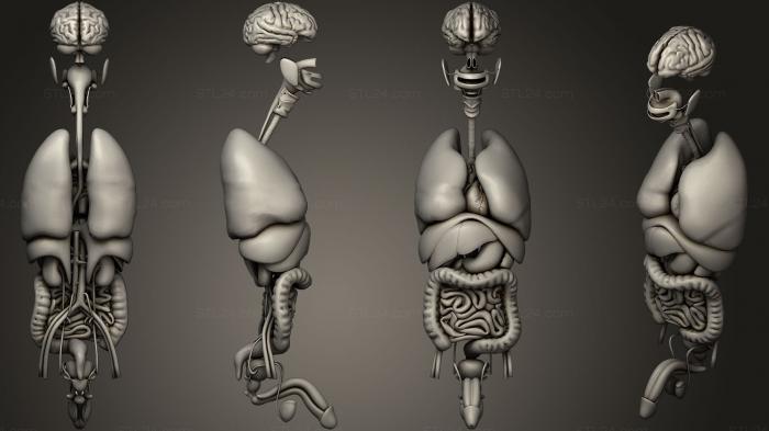 Анатомия скелеты и черепа (Система внутренних органов человека, ANTM_0702) 3D модель для ЧПУ станка