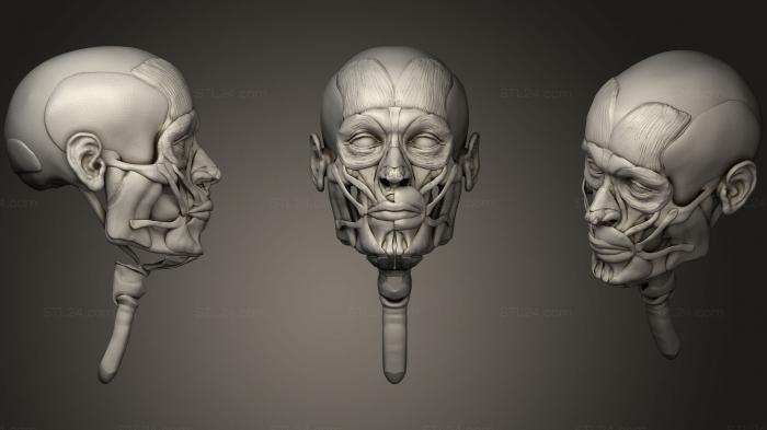 Анатомия скелеты и черепа (Человеческий Самец корч для справки по рисованию, ANTM_0704) 3D модель для ЧПУ станка