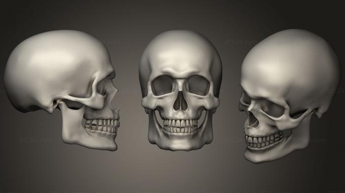 Анатомия скелеты и черепа (Человеческий Мужской Череп для рисования ссылка 2, ANTM_0706) 3D модель для ЧПУ станка