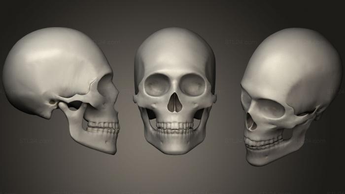 Human Male Skull Low Poly PBR