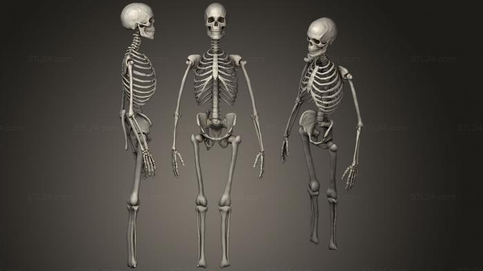 Анатомия скелеты и черепа (Практика человеческого скелета, ANTM_0719) 3D модель для ЧПУ станка