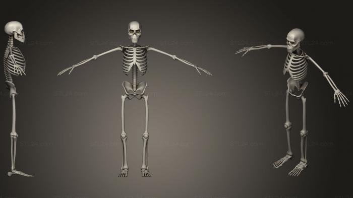 Анатомия скелеты и черепа (Стилизованный Человеческий Скелет, ANTM_0720) 3D модель для ЧПУ станка
