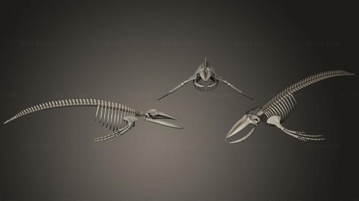Anatomy of skeletons and skulls (Humpback Whale Skeleton, ANTM_0736) 3D models for cnc