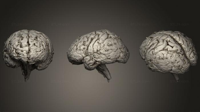 Anatomy of skeletons and skulls (Inferior Face of the Brain, ANTM_0739) 3D models for cnc