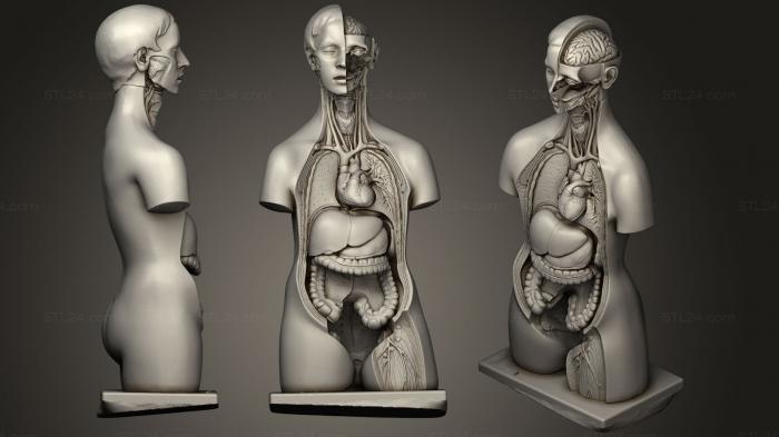 Анатомия скелеты и черепа (Внутренние органы internos, ANTM_0740) 3D модель для ЧПУ станка