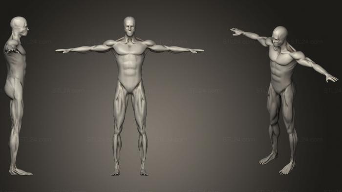 Anatomy of skeletons and skulls (Kick Animation Anatomy Male Muscle RIGED, ANTM_0751) 3D models for cnc