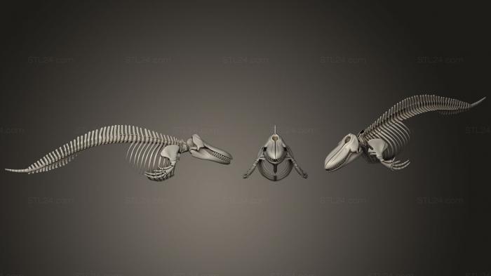 Anatomy of skeletons and skulls (Killer Whale Orca Skeleton, ANTM_0753) 3D models for cnc