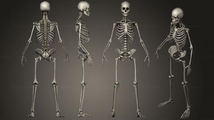Женский скелет с низкой детализацией