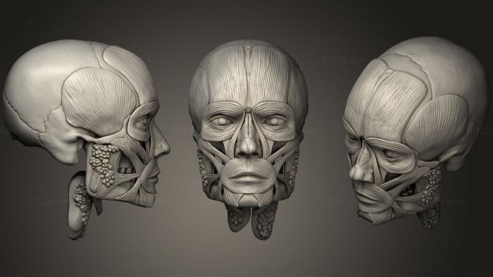 Анатомия скелеты и черепа (Мужская лицевая мышца Ecorche, ANTM_0778) 3D модель для ЧПУ станка